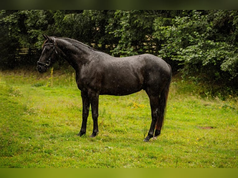 Media sangre polaco Caballo castrado 3 años 160 cm Negro in Wojciesz&#xF3;w