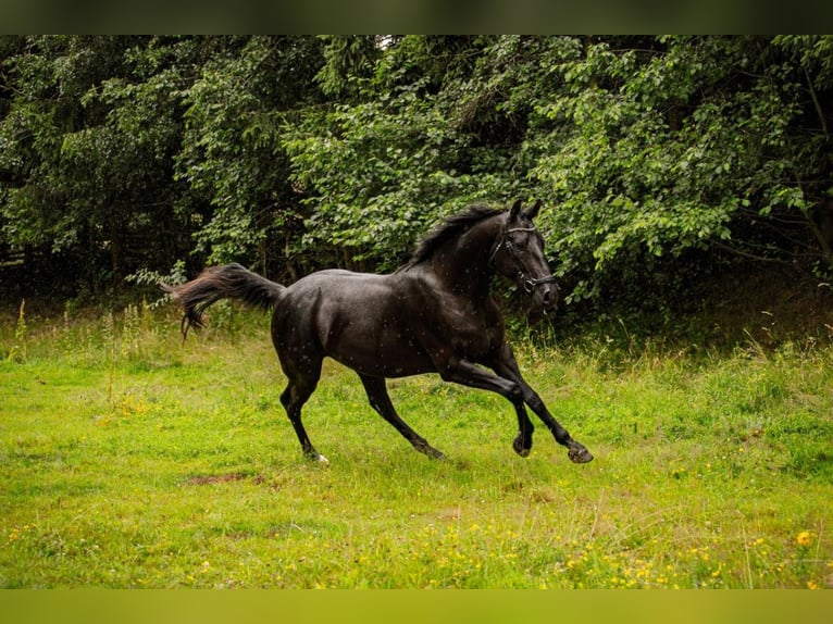 Media sangre polaco Caballo castrado 3 años 160 cm Negro in Wojciesz&#xF3;w