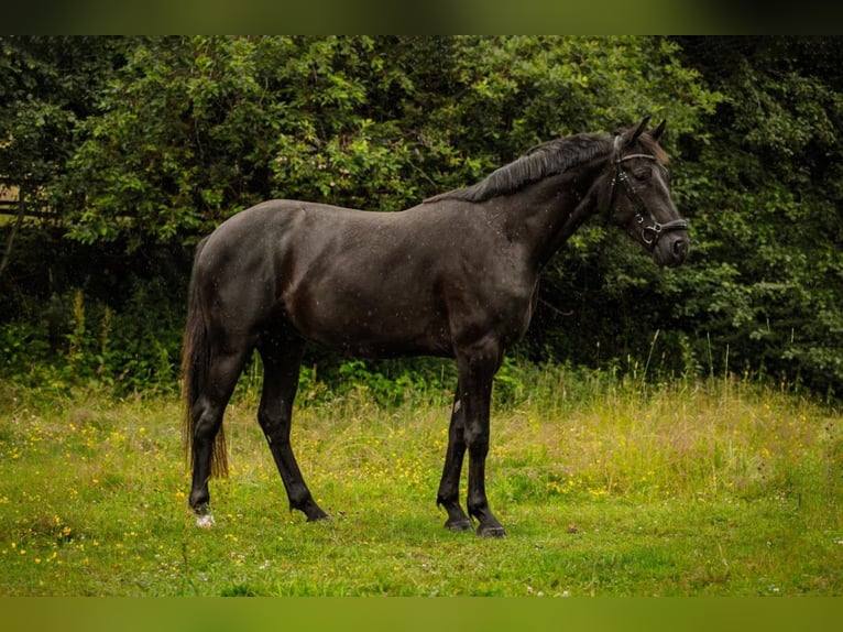 Media sangre polaco Caballo castrado 3 años 160 cm Negro in Wojciesz&#xF3;w