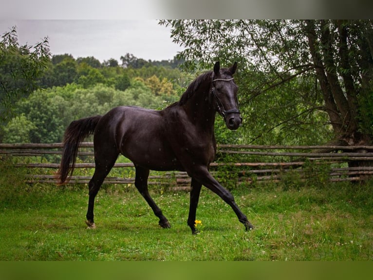 Media sangre polaco Caballo castrado 3 años 160 cm Negro in Wojciesz&#xF3;w