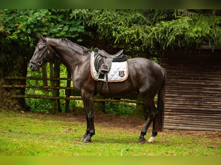 Media sangre polaco Caballo castrado 3 años 160 cm Negro in Wojciesz&#xF3;w