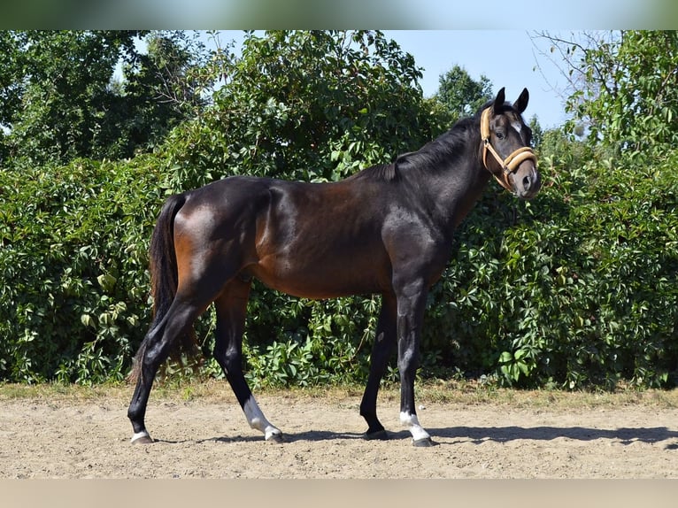 Media sangre polaco Caballo castrado 3 años 162 cm Castaño oscuro in Frombork