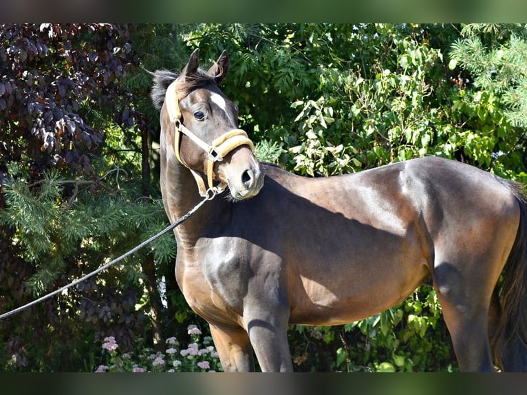 Media sangre polaco Caballo castrado 3 años 162 cm Castaño oscuro in Frombork