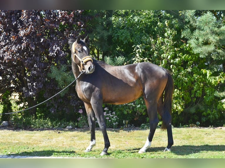 Media sangre polaco Caballo castrado 3 años 162 cm Castaño oscuro in Frombork