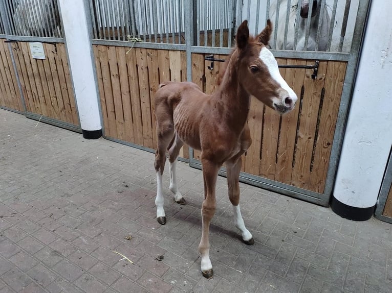 Media sangre polaco Caballo castrado 3 años 163 cm Alazán in Strzeszyn