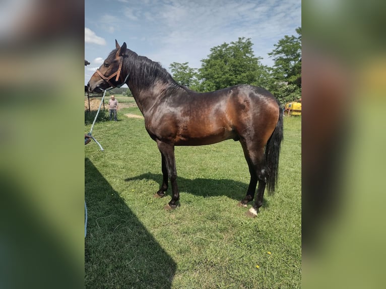 Media sangre polaco Caballo castrado 3 años 163 cm Castaño rojizo in Anielin