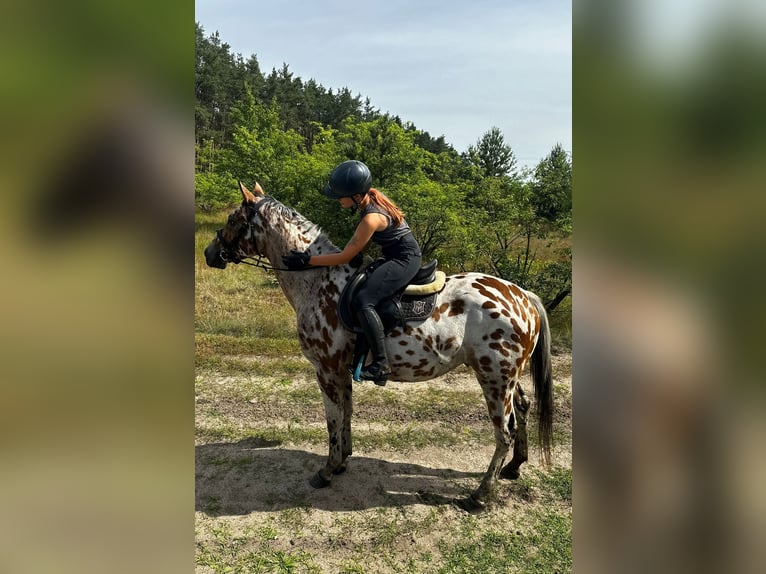 Media sangre polaco Caballo castrado 3 años 165 cm Atigrado/Moteado in Santok