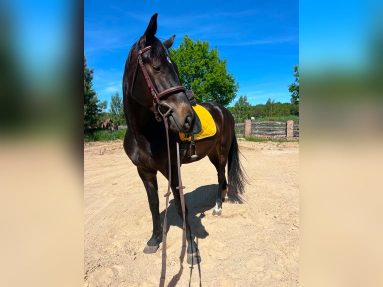 Media sangre polaco Caballo castrado 3 años 170 cm Morcillo in Wąglikowice
