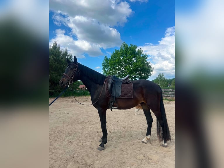 Media sangre polaco Caballo castrado 3 años 170 cm Morcillo in Wąglikowice