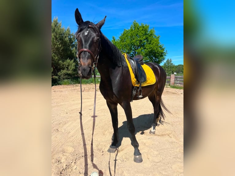 Media sangre polaco Caballo castrado 3 años 170 cm Morcillo in Wąglikowice