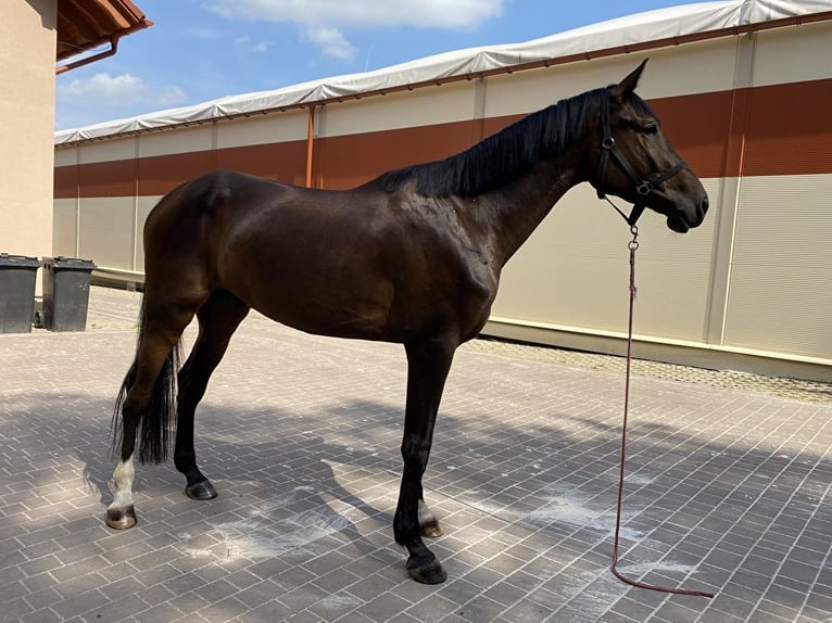 Media sangre polaco Caballo castrado 3 años 172 cm Morcillo in Ostrzeszów