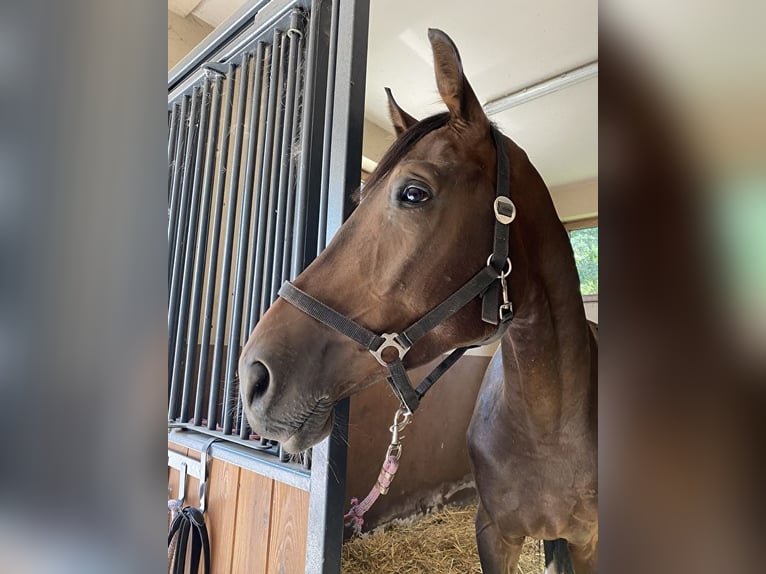 Media sangre polaco Caballo castrado 3 años 172 cm Morcillo in Ostrzeszów