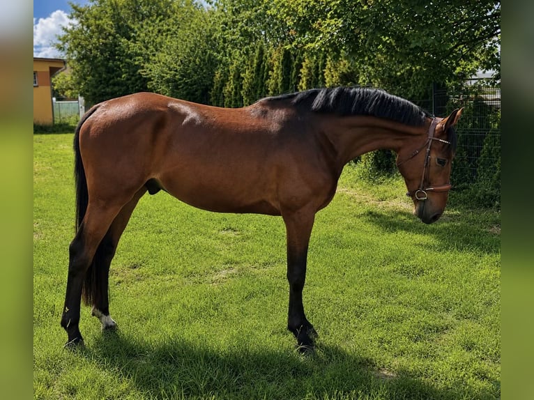 Media sangre polaco Caballo castrado 3 años 173 cm Castaño in Złotów