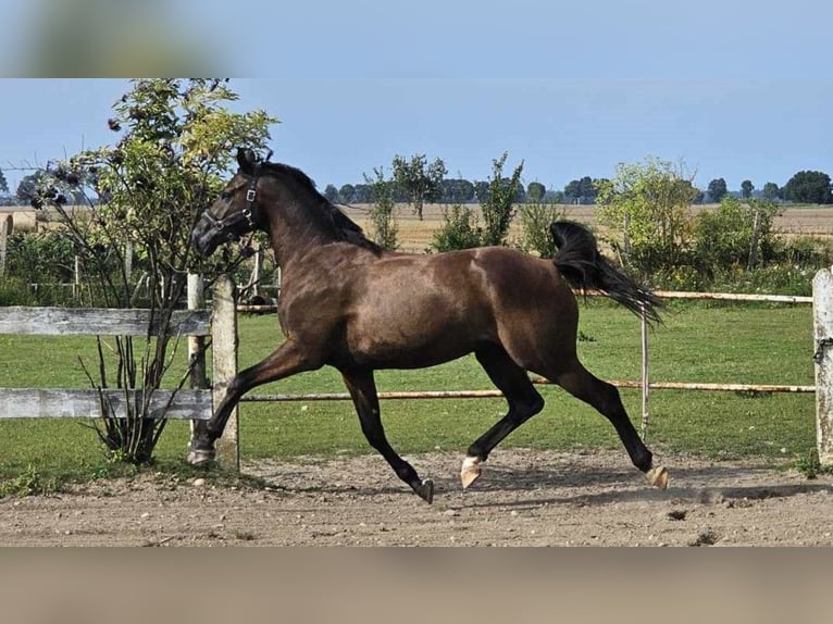 Media sangre polaco Caballo castrado 3 años Castaño in słupsk