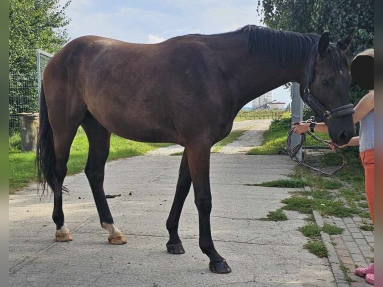 Media sangre polaco Caballo castrado 3 años Castaño in słupsk