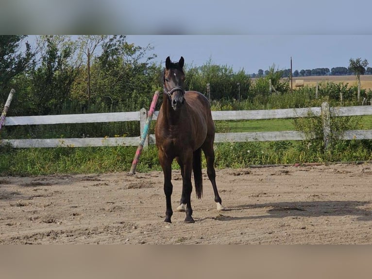 Media sangre polaco Caballo castrado 3 años Castaño in słupsk