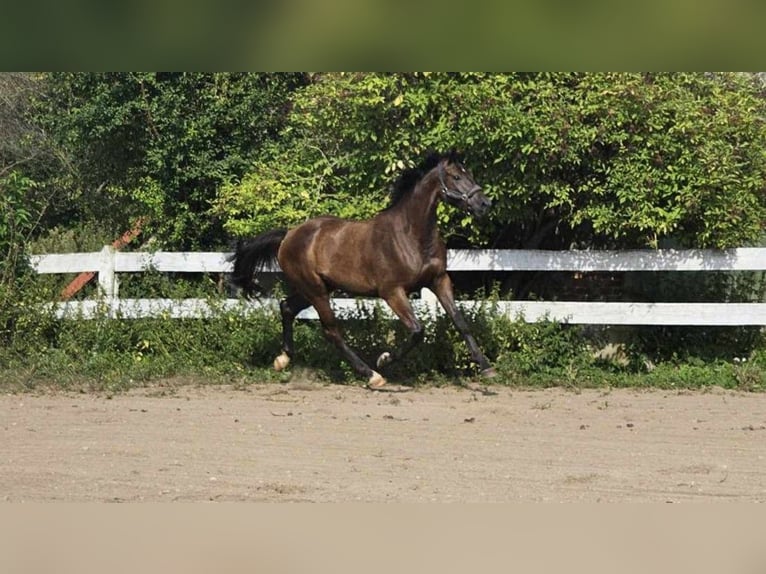 Media sangre polaco Caballo castrado 3 años Castaño in słupsk