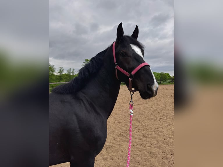 Media sangre polaco Mestizo Caballo castrado 4 años 158 cm Tordo in Mikołów