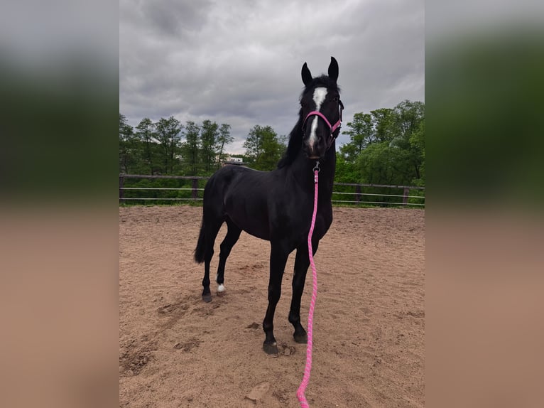 Media sangre polaco Mestizo Caballo castrado 4 años 158 cm Tordo in Mikołów
