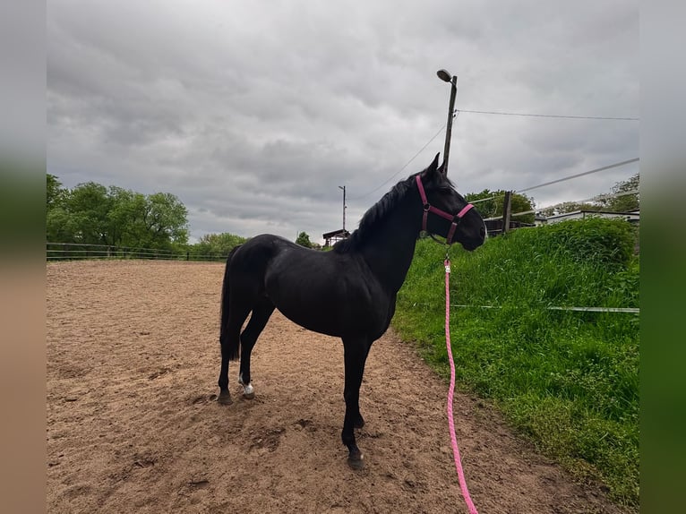 Media sangre polaco Mestizo Caballo castrado 4 años 158 cm Tordo in Mikołów