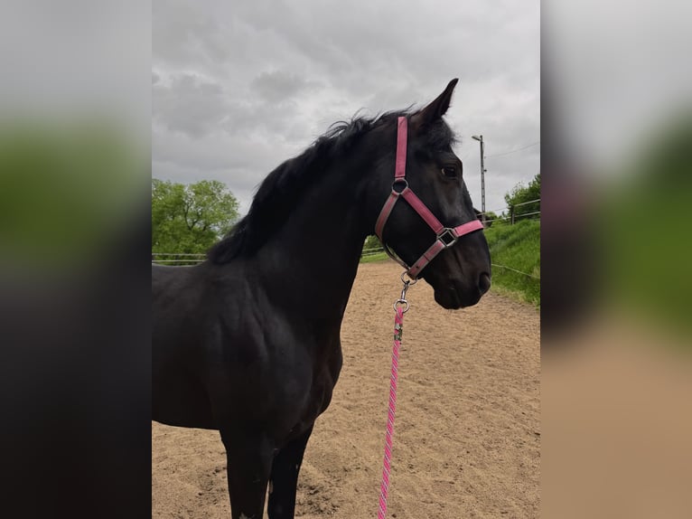 Media sangre polaco Mestizo Caballo castrado 4 años 158 cm Tordo in Mikołów