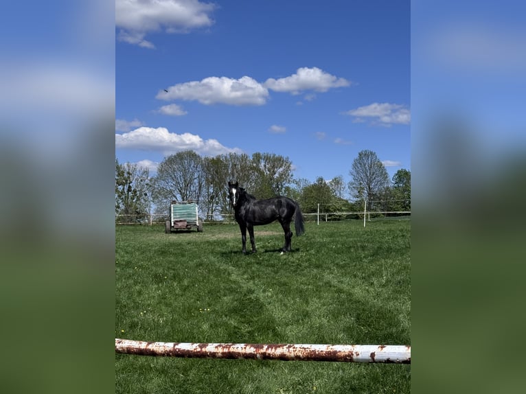 Media sangre polaco Mestizo Caballo castrado 4 años 158 cm Tordo in Mikołów
