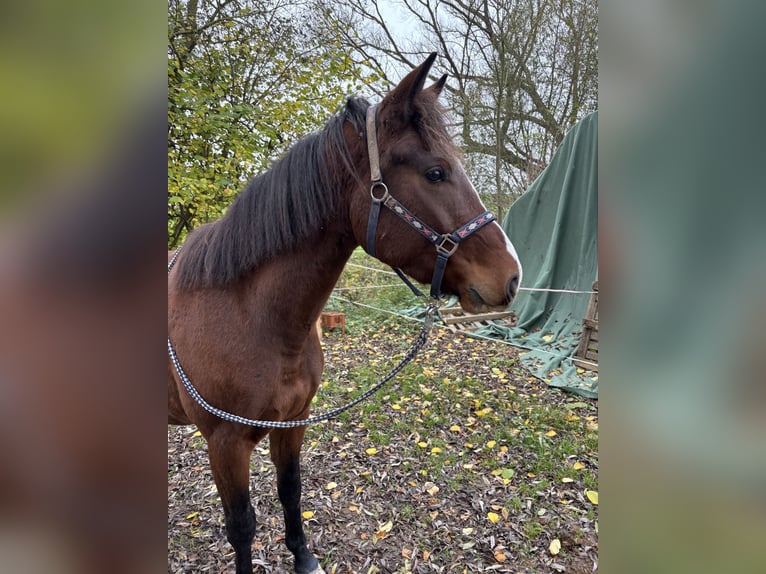 Media sangre polaco Caballo castrado 4 años 160 cm Castaño in Zierenberg