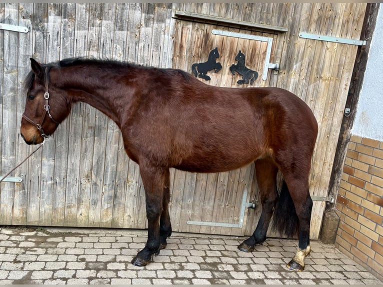 Media sangre polaco Caballo castrado 4 años 160 cm Castaño in Zierenberg