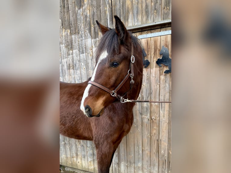 Media sangre polaco Caballo castrado 4 años 160 cm Castaño in Zierenberg