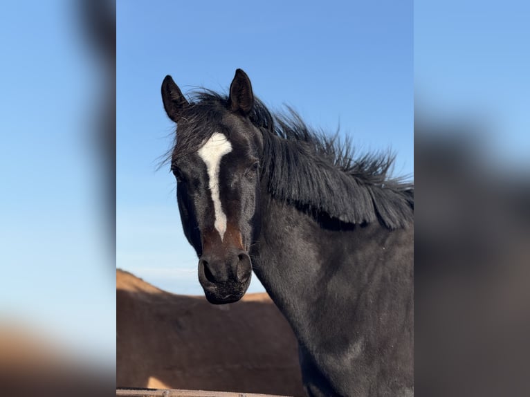 Media sangre polaco Caballo castrado 4 años 160 cm Castaño oscuro in Seelow