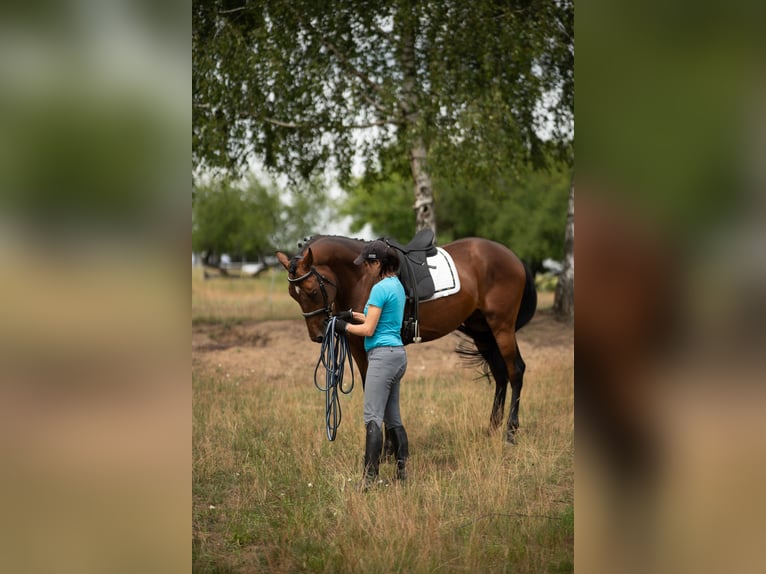 Media sangre polaco Caballo castrado 4 años 163 cm in Poznań