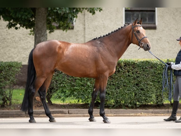 Media sangre polaco Caballo castrado 4 años 163 cm in Poznań