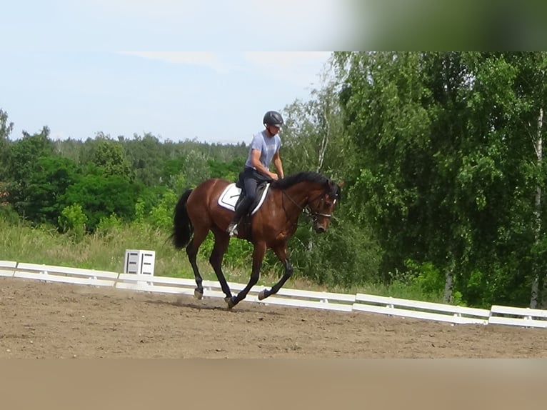 Media sangre polaco Caballo castrado 4 años 163 cm in Poznań