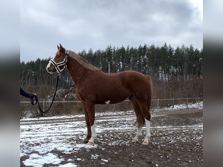 Media sangre polaco Caballo castrado 4 años 164 cm Alazán in Strzeszyn