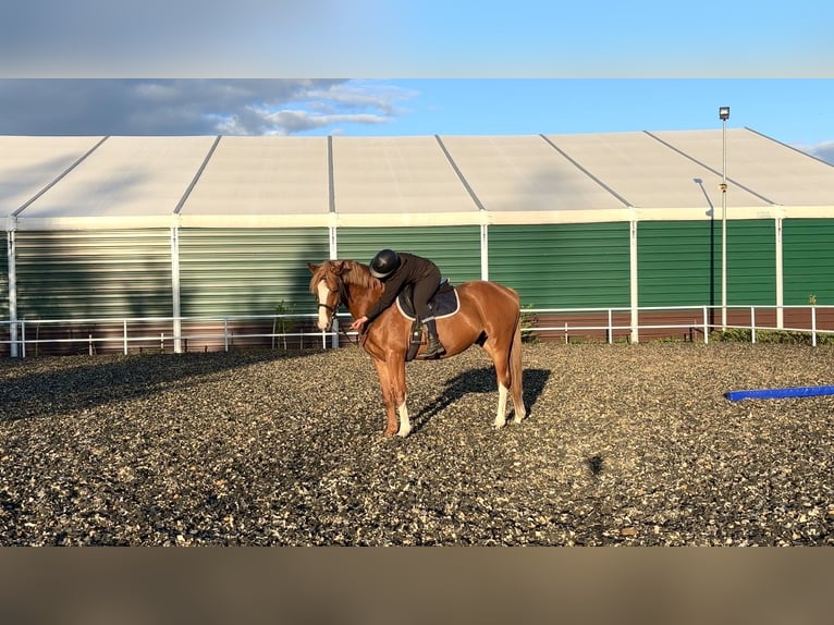 Media sangre polaco Caballo castrado 4 años 164 cm Alazán in Strzeszyn