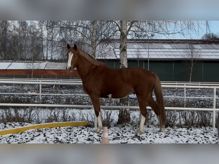 Media sangre polaco Caballo castrado 4 años 164 cm Alazán in Strzeszyn