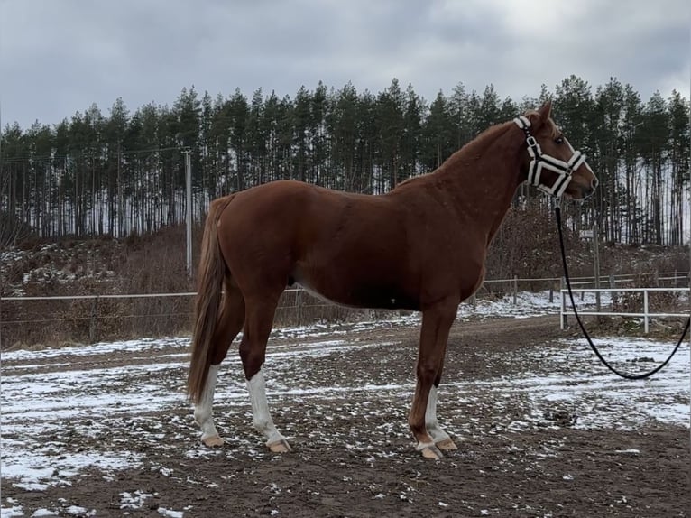 Media sangre polaco Caballo castrado 4 años 164 cm Alazán in Strzeszyn