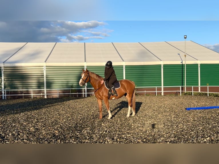 Media sangre polaco Caballo castrado 4 años 164 cm Alazán in Strzeszyn