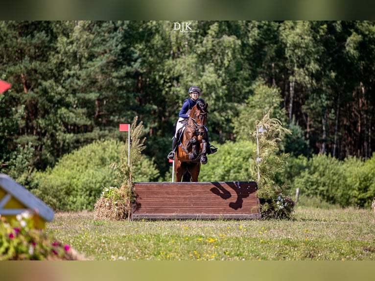 Media sangre polaco Caballo castrado 4 años 165 cm Castaño in Koszalin