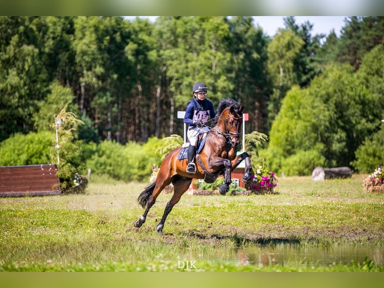 Media sangre polaco Caballo castrado 4 años 165 cm Castaño in Koszalin