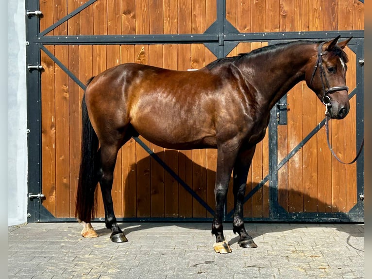 Media sangre polaco Caballo castrado 4 años 165 cm Castaño oscuro in Stękiny