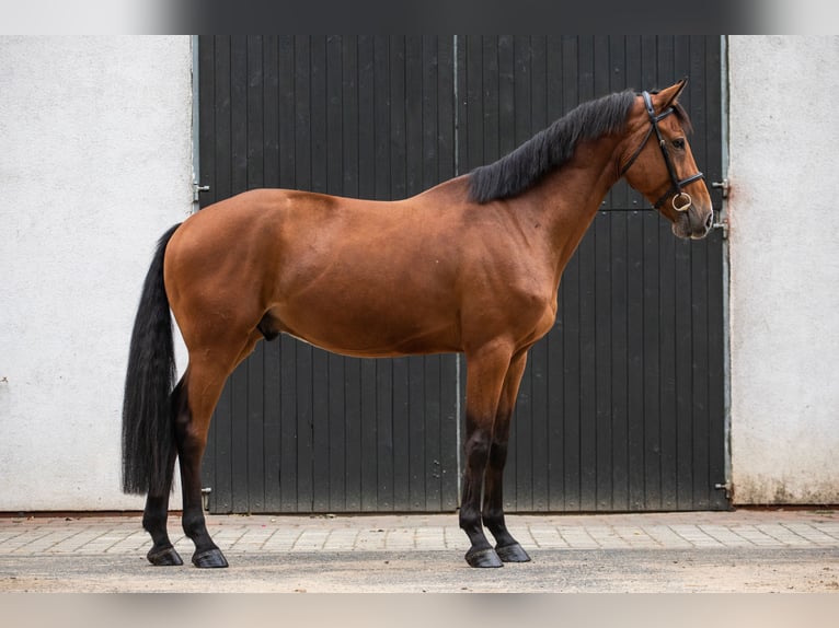 Media sangre polaco Caballo castrado 4 años 167 cm Castaño in Pobiedziska