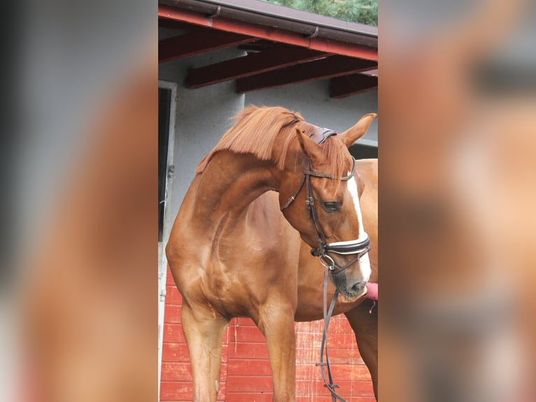 Media sangre polaco Caballo castrado 4 años 168 cm Alazán in Imielin