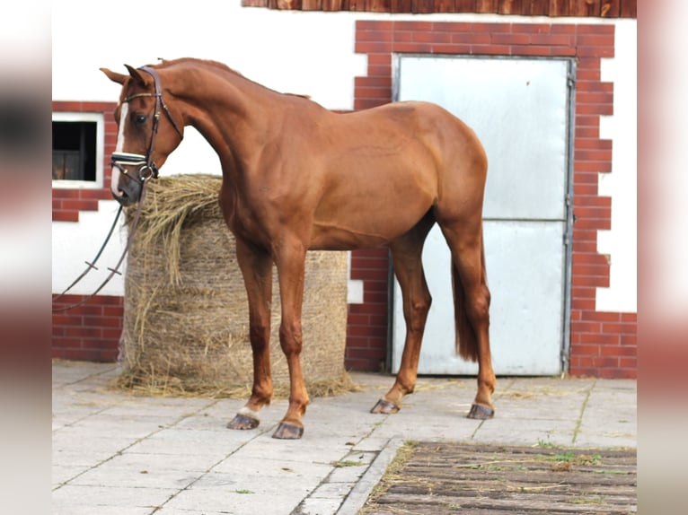 Media sangre polaco Caballo castrado 4 años 168 cm Alazán in Imielin