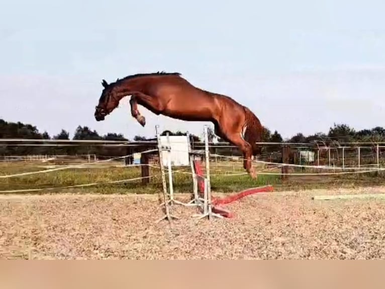 Media sangre polaco Caballo castrado 4 años 168 cm Alazán in Imielin