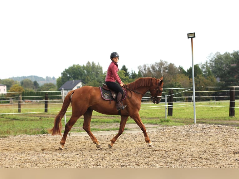 Media sangre polaco Caballo castrado 4 años 168 cm Alazán in Imielin