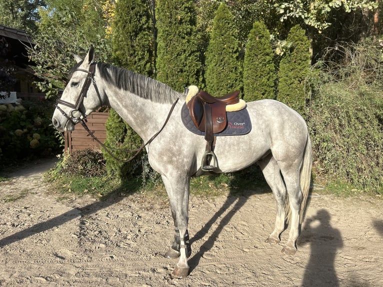 Media sangre polaco Caballo castrado 4 años 168 cm in Poznań