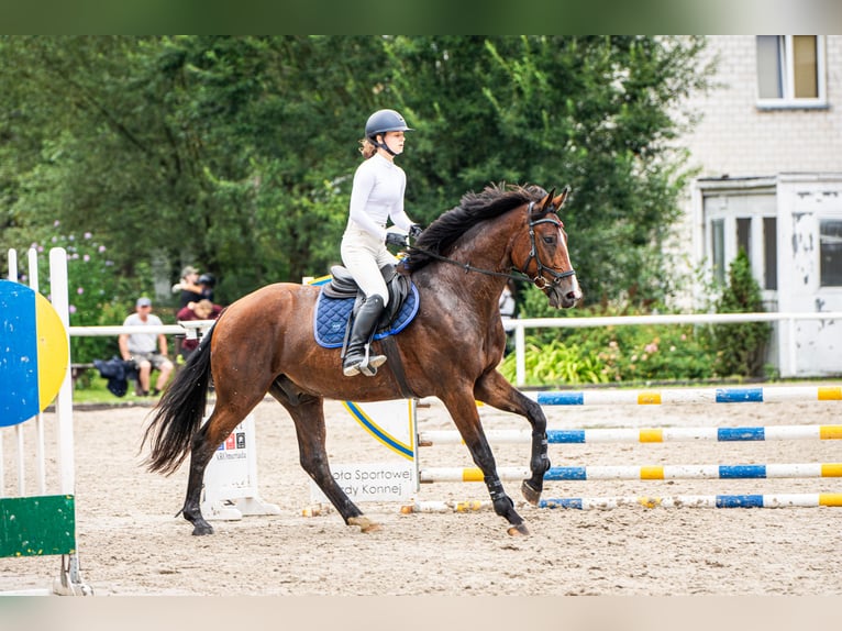 Media sangre polaco Caballo castrado 4 años 168 cm Castaño in Rudnik