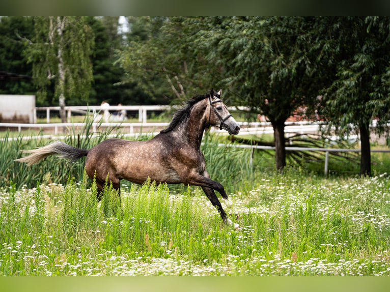 Media sangre polaco Caballo castrado 4 años 168 cm Tordo in BałdońGodziesze