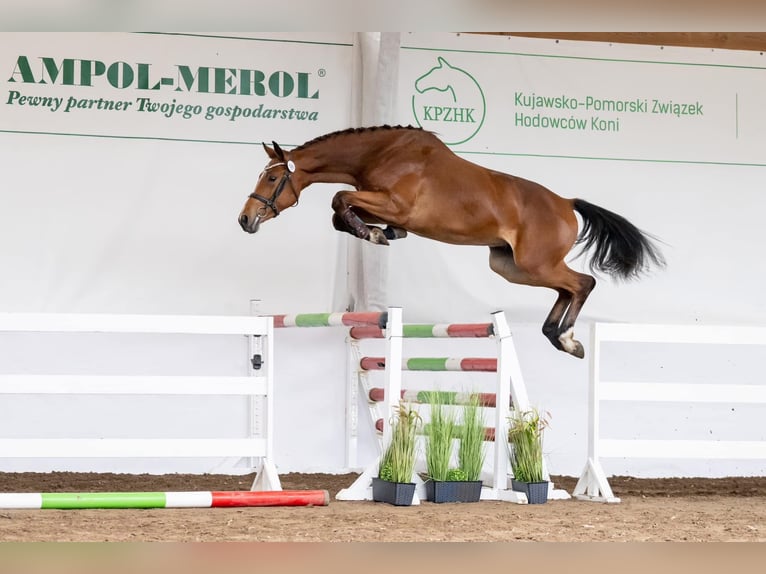 Media sangre polaco Caballo castrado 4 años 170 cm Castaño in 87-100